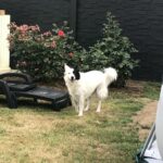 Alimentation - Bien être animal - Donges - Chien et Chat, chien dans le jardin