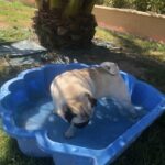 Alimentation - Bien être animal - Donges - Chien et Chat, chien dans une piscine