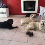 Alimentation - Bien être animal - Donges - Chien et Chat, 3 chiens dans le salon