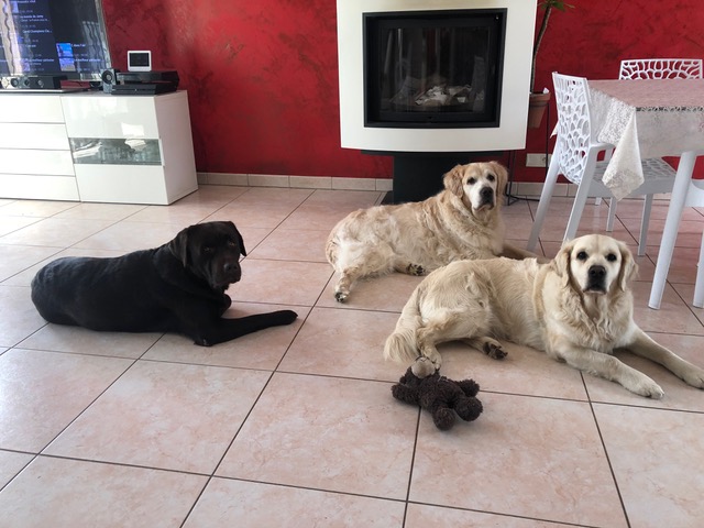Alimentation - Bien être animal - Donges - Chien et Chat, 3 chiens dans le salon