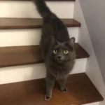 Alimentation - Bien être animal - Donges - Chien et Chat, chat dans l'escalier