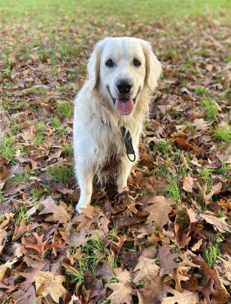Travail du rappel en milieu réel avec éducatrice canine positive à Donges.