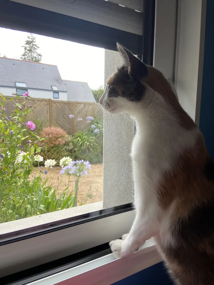 Comportementaliste félin à Saint-Nazaire, accompagnement pour chats anxieux ou stressés.