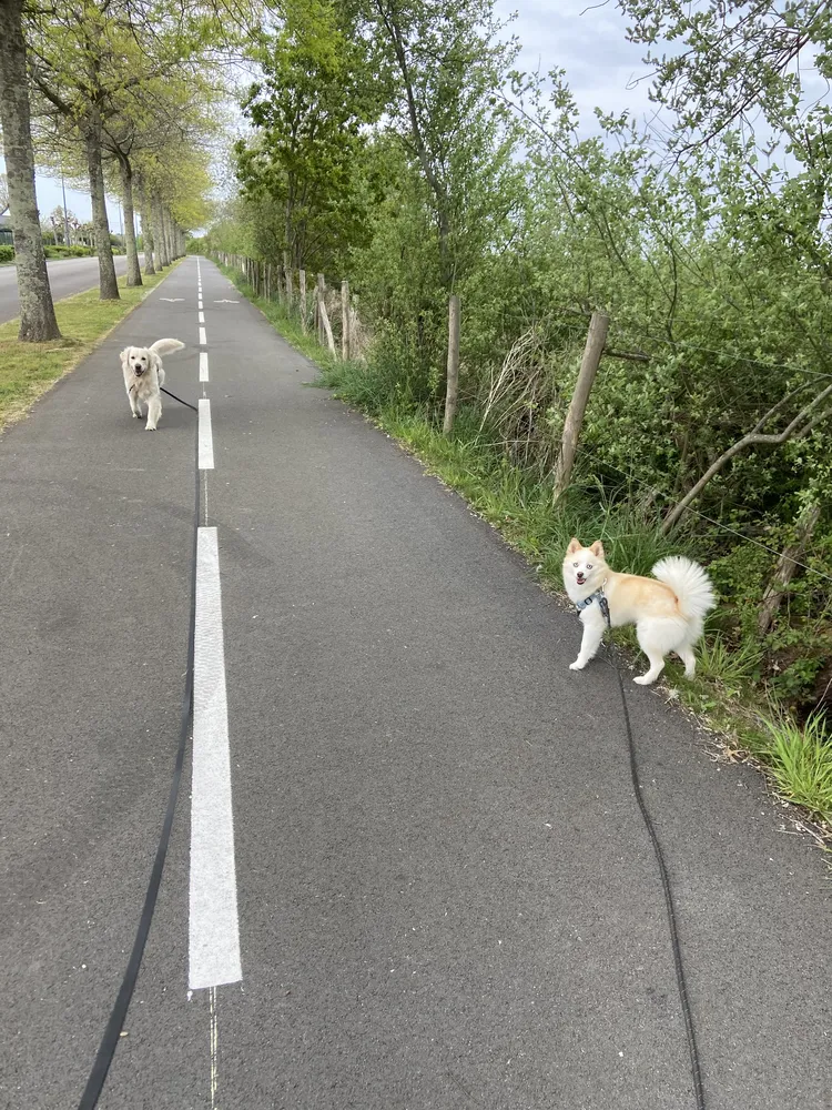 Travail en marche en laisse en extérieur pour une balade sereine.