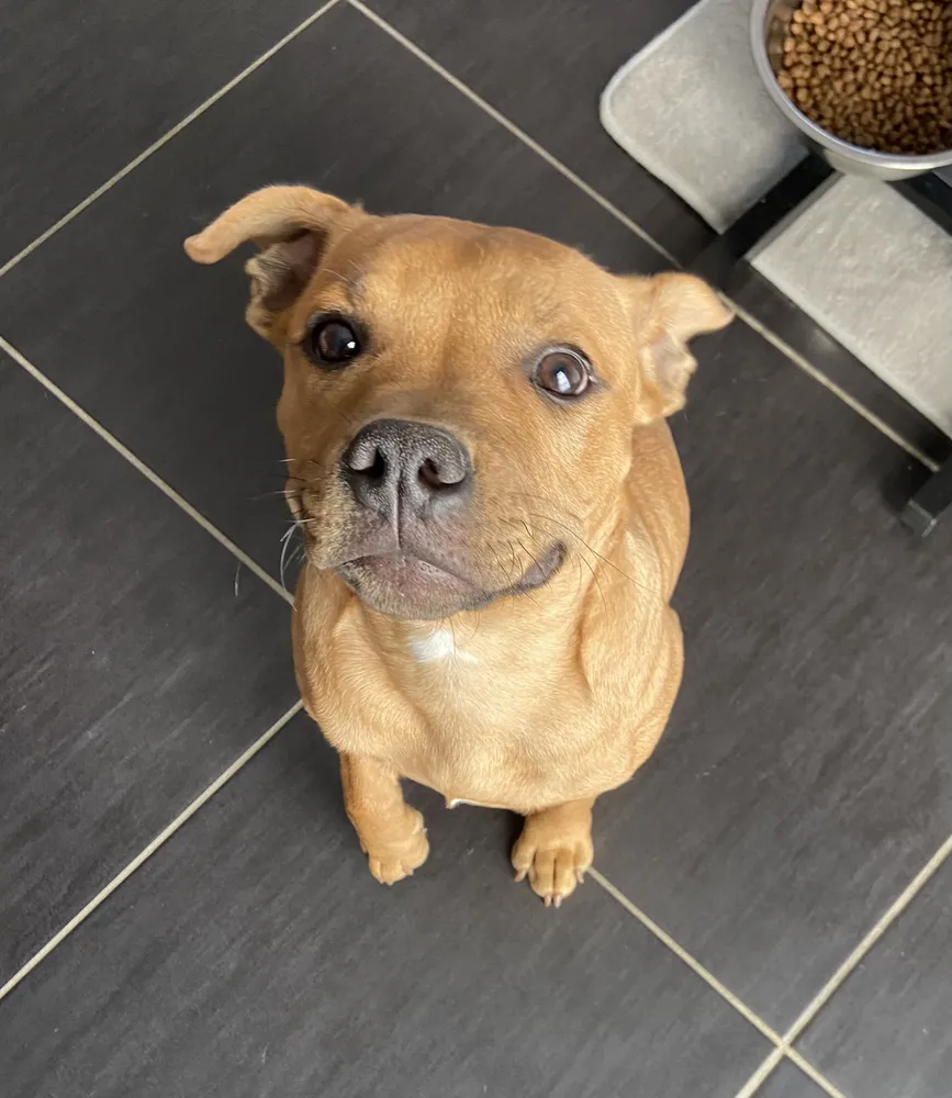 Mise en place d’un protocole personnalisé pour chiot.