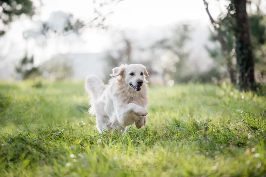 Cours d’éducation canine à Donges en milieu réel avec bilan comortemental à domicile et séances en exterieur