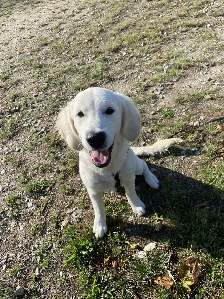 Séance de socialisation du chiot en milieu urbain à Saint-Nazaire et Pornichet
