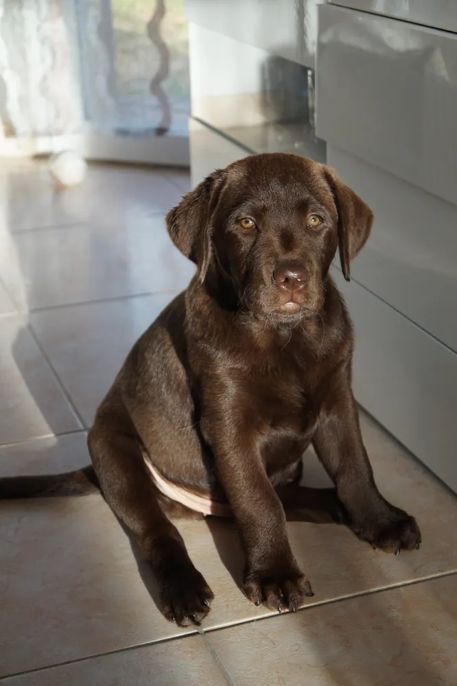 Forfait chiot à La Baule, bilan et séances éducatives,conseils personnalisé.