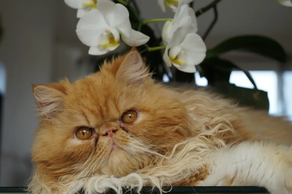 Séance spécialisée pour troubles de propreté du chat à Saint-Nazaire, conseils adaptés.