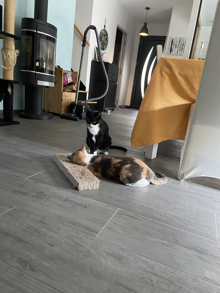 Consultation pour troubles de cohabitation entre chats à Donges, guidance professionnelle.