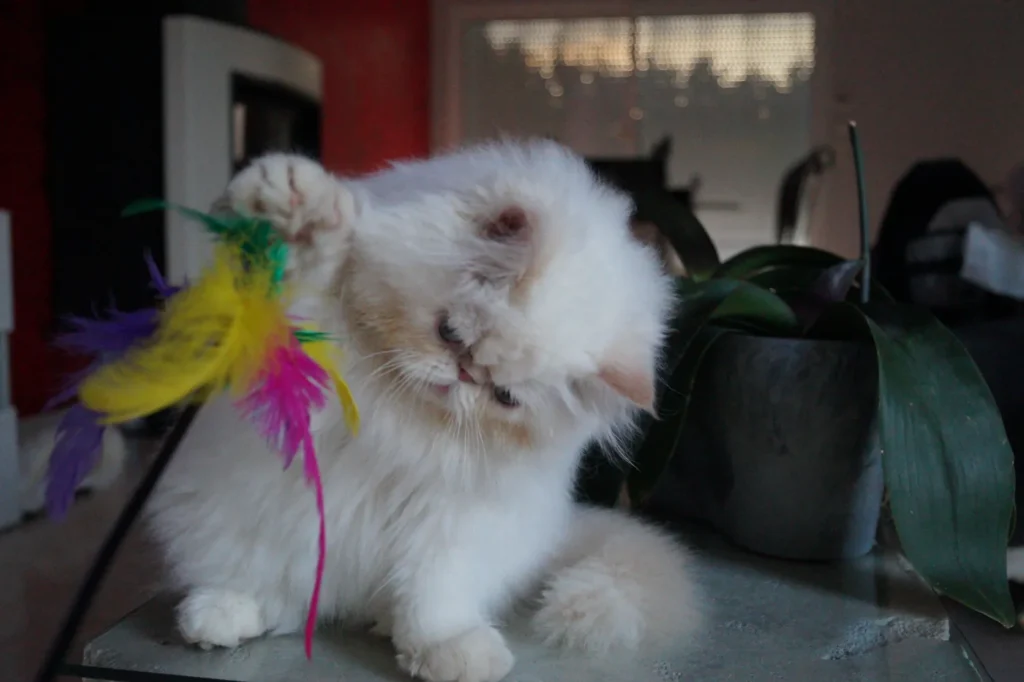 Consultation féline à Donges pour résoudre les problèmes de comportement du chat.