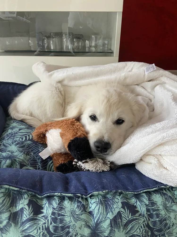 Bilan comportemental pour chiot à Donges, accompagnement bienveillant.