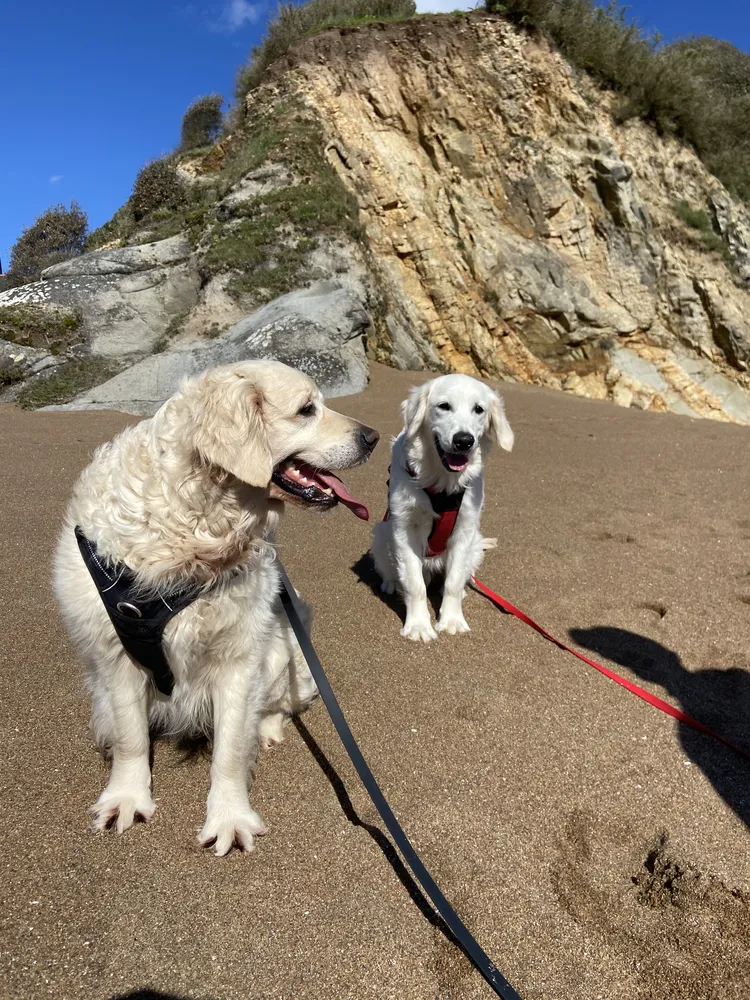 Séances chiot à Saint-Nazaire, socialisation et apprentissages.