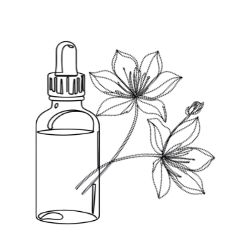 Séance Fleurs de Bach en visioconférence pour toute la France.