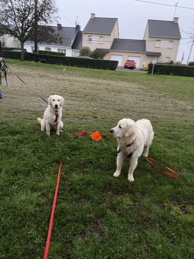 Consultation CBD pour animaux à Donges, conseils personnalisés.