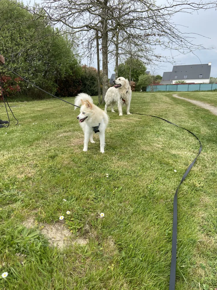 Socialisation progressive du chien en extérieur en loire-atlantique