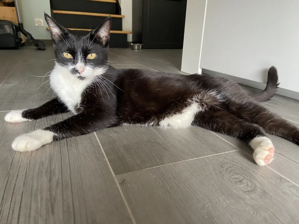 Comportementaliste félin à Saint-Nazaire, accompagnement pour chats anxieux ou stressés.