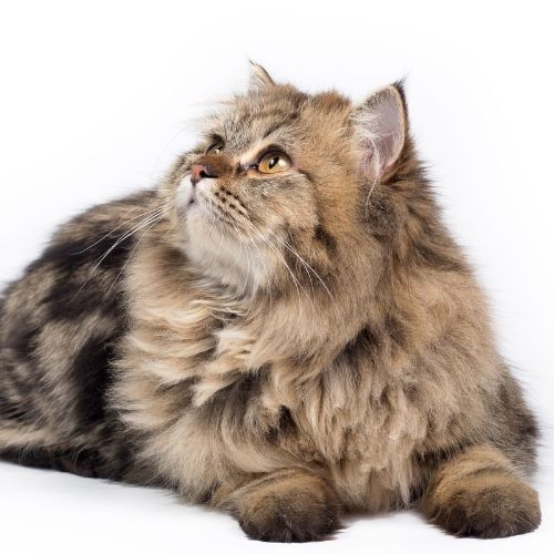 Consultation comportementale pour chat à Donges, analyse des comportements et conseils personnalisés.