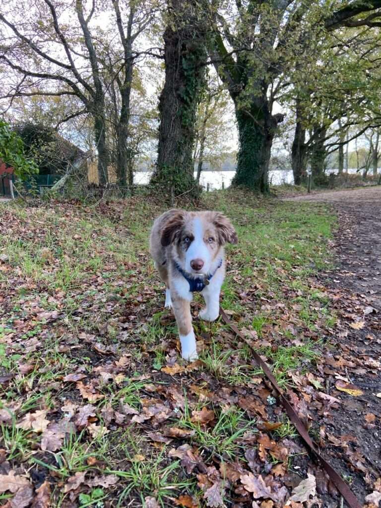 témoignage client d'un chiot border collie en suivi avec Julie Hauret-rethaud sur donges